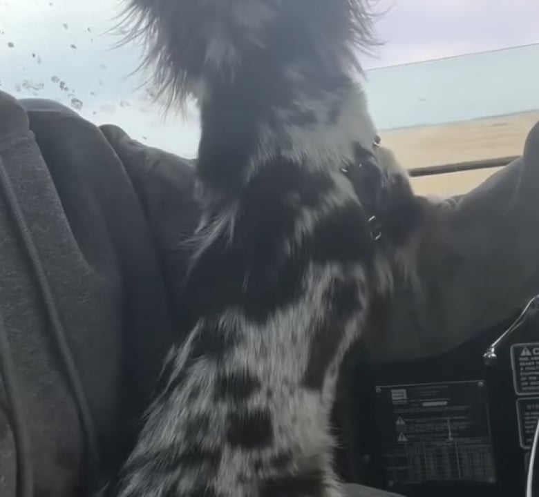 Illustration de l'article : Le chien de ferme de cette propriété est sans doute le plus surprenant, en raison de sa taille (vidéo)