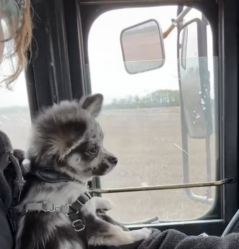 Illustration de l'article : Le chien de ferme de cette propriété est sans doute le plus surprenant, en raison de sa taille (vidéo)