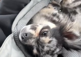 Illustration de l'article : Elle pèse à peine 2 kilos, mais cette Chihuahua fait régner l’ordre sur la ferme comme un vrai chien de troupeau (vidéo)