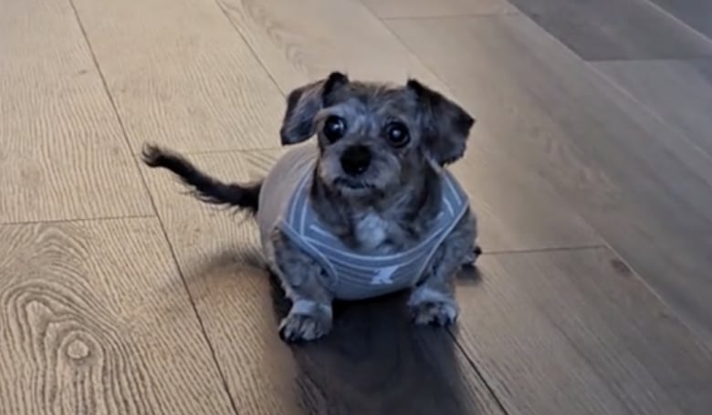 Illustration de l'article : Privée de l’usage de ses pattes arrière, cette chienne se bat durant 8 mois pour réussir à marcher près de son maître