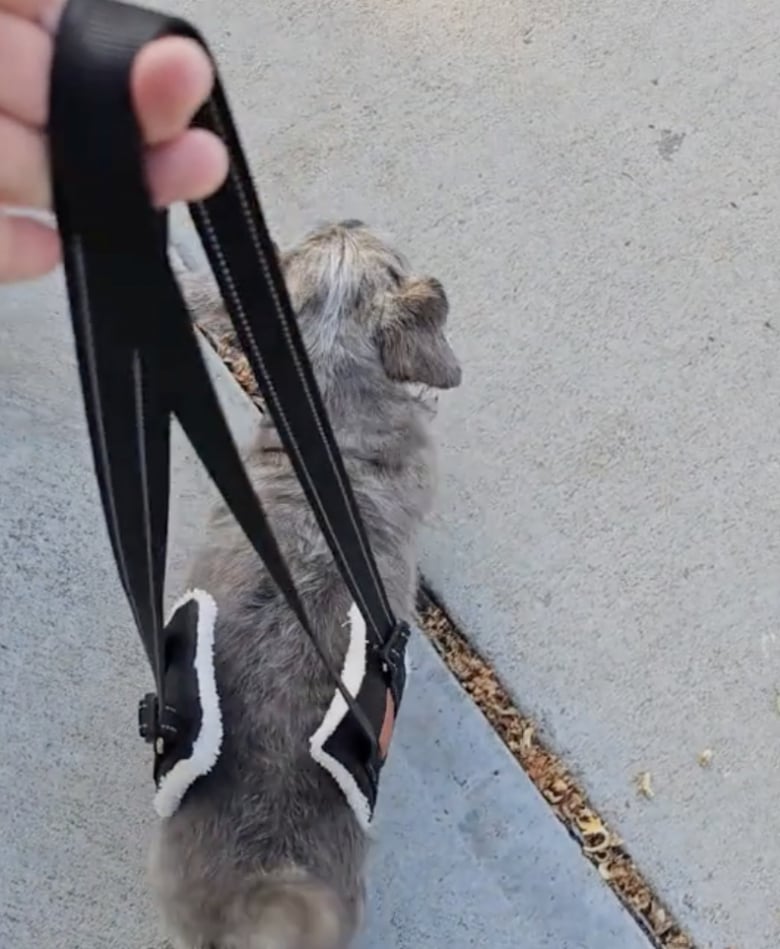 Illustration de l'article : Privée de l’usage de ses pattes arrière, cette chienne se bat durant 8 mois pour réussir à marcher près de son maître