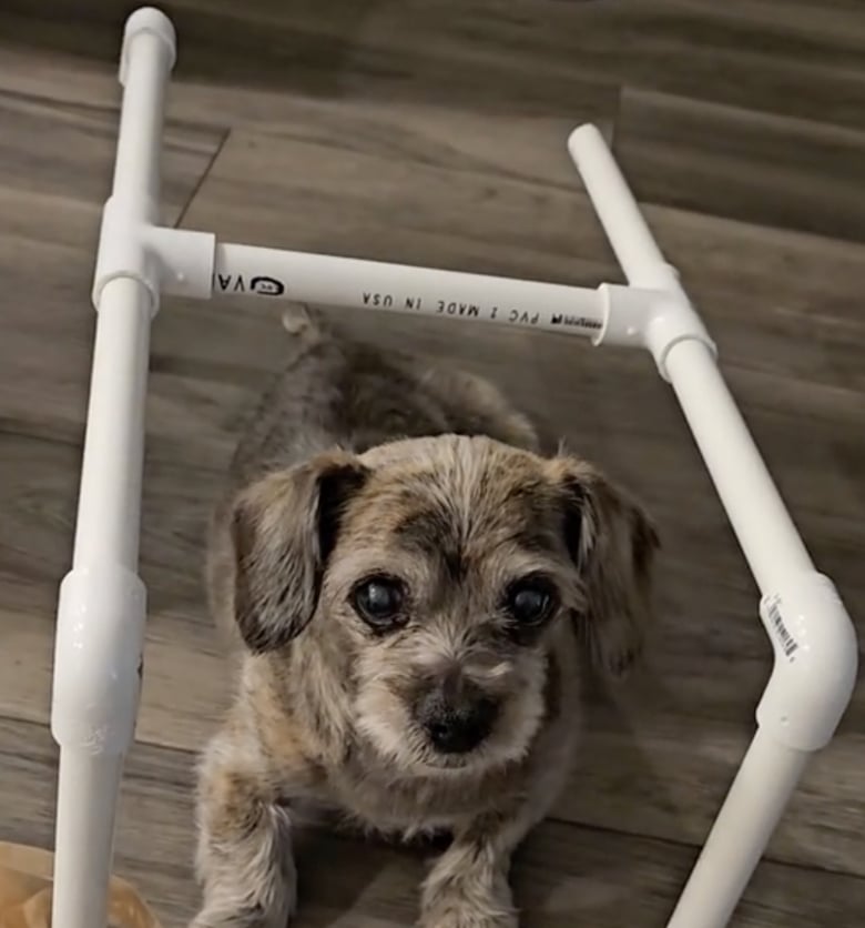 Illustration de l'article : Privée de l’usage de ses pattes arrière, cette chienne se bat durant 8 mois pour réussir à marcher près de son maître