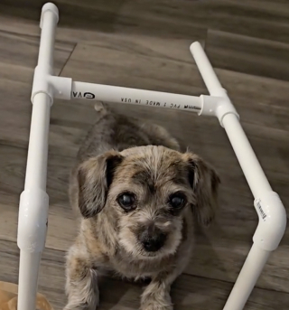 Illustration de l'article : Pendant 8 mois, cette chienne s’est battue pour marcher aux côtés de son maître une dernière fois (vidéo)