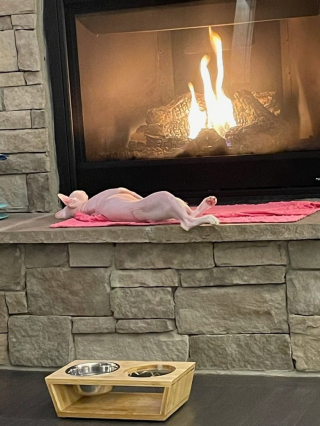 Illustration de l'article : 12 chats qui sont devenus experts dans l’art de se mettre à l’aise en hiver