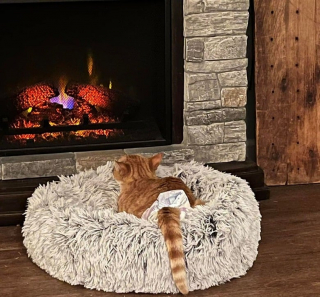 Illustration de l'article : 12 chats qui sont devenus experts dans l’art de se mettre à l’aise en hiver