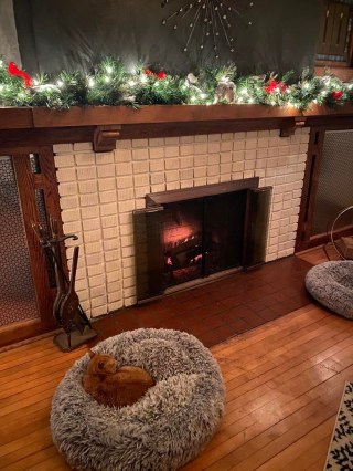 Illustration de l'article : 12 chats qui sont devenus experts dans l’art de se mettre à l’aise en hiver