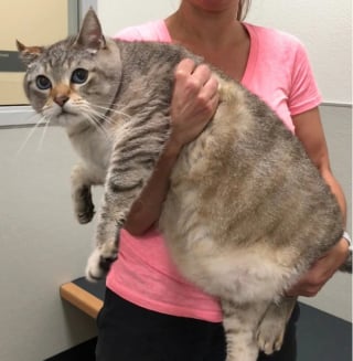 Illustration de l'article : 14 photos hilarantes de chats qui ont une petite particularité