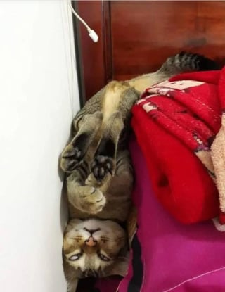 Illustration de l'article : 14 photos hilarantes de chats qui ont une petite particularité