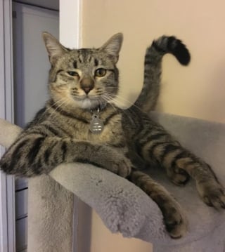 Illustration de l'article : 14 photos hilarantes de chats qui ont une petite particularité