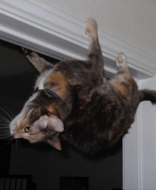Illustration de l'article : 14 photos hilarantes de chats qui ont une petite particularité