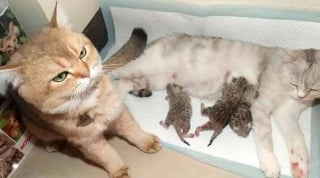 Illustration de l'article : 14 photos hilarantes de chats qui ont une petite particularité