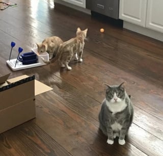 Illustration de l'article : 14 photos hilarantes de chats qui ont une petite particularité