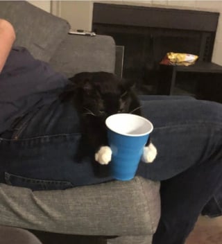 Illustration de l'article : 14 photos hilarantes de chats qui ont une petite particularité