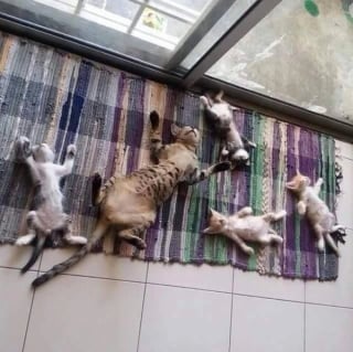 Illustration de l'article : 14 photos hilarantes de chats qui ont une petite particularité