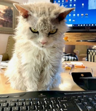 Illustration de l'article : 14 photos hilarantes de chats qui ont une petite particularité