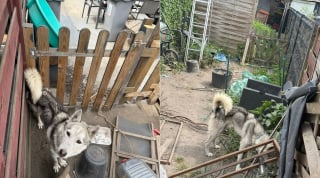 Illustration de l'article : Affamé et abandonné dans une décharge, ce Husky de 5 ans a été sauvé grâce à un témoin qui a changé son destin