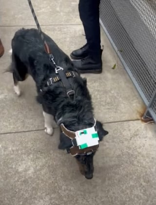 Illustration de l'article : Un groupe d'étudiants conçoit un harnais hi-tech facilitant la vie des chiens aveugles