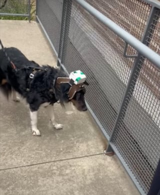 Illustration de l'article : Un groupe d'étudiants conçoit un harnais hi-tech facilitant la vie des chiens aveugles