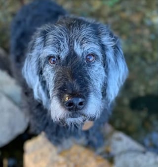 Illustration de l'article : Une chienne est sauvée de justesse par les vétérinaires après avoir été intoxiquée par des restes de poisson trouvés au bord d'une rivière