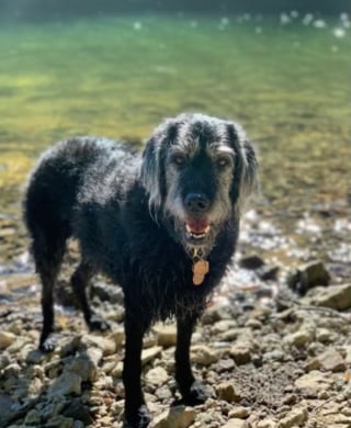 Illustration de l'article : Une chienne est sauvée de justesse par les vétérinaires après avoir été intoxiquée par des restes de poisson trouvés au bord d'une rivière