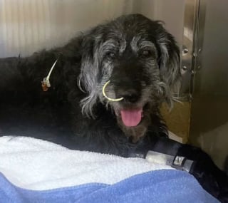 Illustration de l'article : Une chienne est sauvée de justesse par les vétérinaires après avoir été intoxiquée par des restes de poisson trouvés au bord d'une rivière