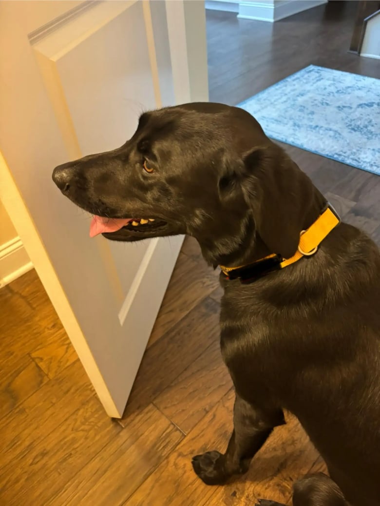 Illustration de l'article : Cette femme récupère son chien à la pension canine, mais constate très vite l’erreur qui a été commise