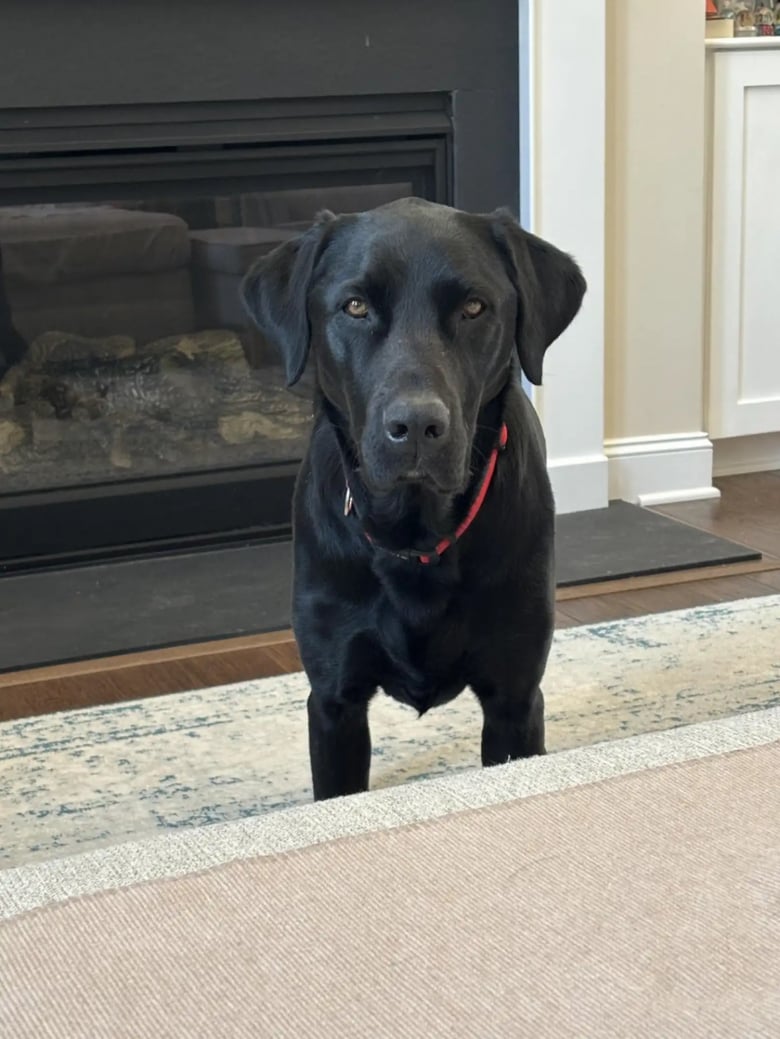 Illustration de l'article : Cette femme récupère son chien à la pension canine, mais constate très vite l’erreur qui a été commise