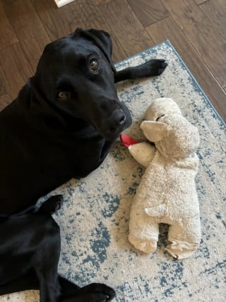 Illustration de l'article : Intriguée par le comportement inhabituel de son chien, elle finit par se rendre compte de l'erreur commise à la pension canine