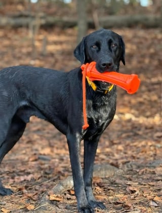 Illustration de l'article : Intriguée par le comportement inhabituel de son chien, elle finit par se rendre compte de l'erreur commise à la pension canine