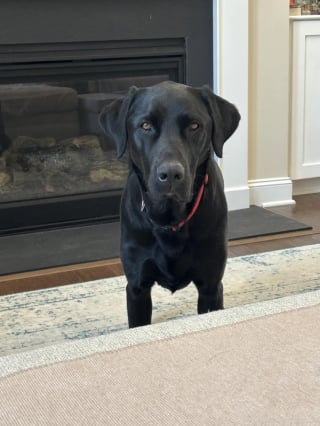 Illustration de l'article : Intriguée par le comportement inhabituel de son chien, elle finit par se rendre compte de l'erreur commise à la pension canine