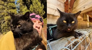 Illustration de l'article : Ce chat sauvé de l'errance par un camping-cariste fait désormais étalage de ses talents de randonneur devant les touristes qu'il croise (vidéo) 