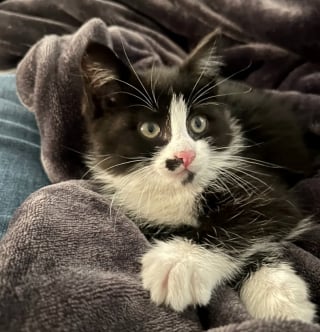 Illustration de l'article : Un chaton fait 400 km caché dans la carrosserie d'une voiture électrique, les secours luttent des heures pour le déloger