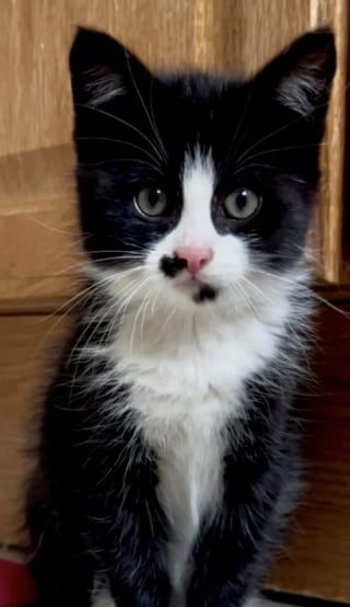 Illustration de l'article : Un chaton fait 400 km caché dans la carrosserie d'une voiture électrique, les secours luttent des heures pour le déloger