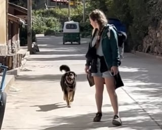 Illustration de l'article : Un chien jette son dévolu sur une voyageuse anglaise venue au Pérou et lui fait comprendre qu’elle ne pourra pas repartir sans lui