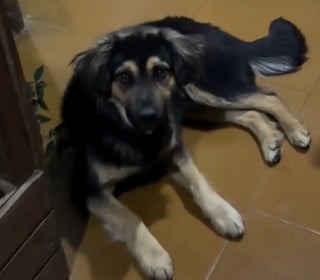 Illustration de l'article : Un chien jette son dévolu sur une voyageuse anglaise venue au Pérou et lui fait comprendre qu’elle ne pourra pas repartir sans lui