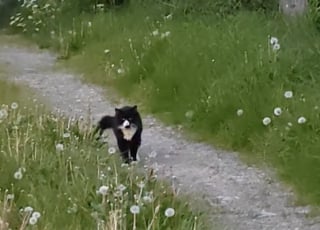 Illustration de l'article : Une femme cherche son chat disparu pendant un an, le retrouve par hasard dans la rue et filme leurs retrouvailles déchirantes (vidéo)