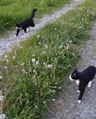 Illustration de l'article : Une femme cherche son chat disparu pendant un an, le retrouve par hasard dans la rue et filme leurs retrouvailles déchirantes (vidéo)