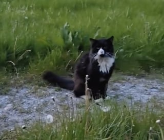 Illustration de l'article : Une femme cherche son chat disparu pendant un an, le retrouve par hasard dans la rue et filme leurs retrouvailles déchirantes (vidéo)