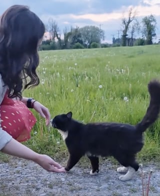 Illustration de l'article : Une femme cherche son chat disparu pendant un an, le retrouve par hasard dans la rue et filme leurs retrouvailles déchirantes (vidéo)