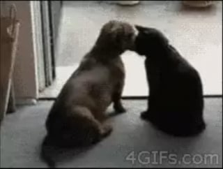 Illustration de l'article : 11 adorables chats qui se montrent particulièrement timides