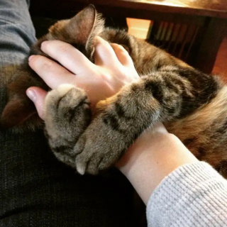 Illustration de l'article : 11 adorables chats qui se montrent particulièrement timides