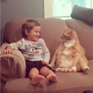 Illustration de l'article : 11 adorables chats qui se montrent particulièrement timides