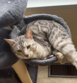 Illustration de l'article : Un chat Bengal invente une méthode de hurlement pour sortir sa maîtresse du sommeil chaque matin (vidéo)