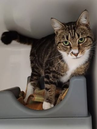 Illustration de l'article : Amputée après une grave blessure, cette chatte timide espère qu’un humain saura voir au-delà des cicatrices (vidéo)