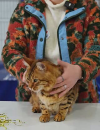 Illustration de l'article : Avec sa fourrure dorée, ce Bengal Cashmere révèle la beauté unique d'une variété méconnue de la race (vidéo)