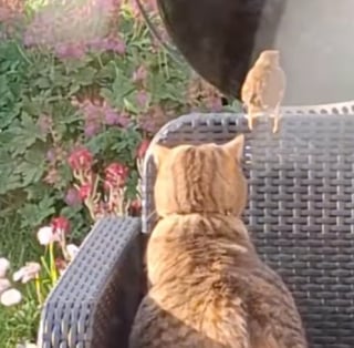 Illustration de l'article : Face à un oiseau venu le saluer, ce chat reste impassible et préfère profiter du moment en silence (vidéo)