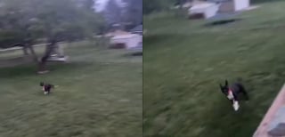 Illustration de l'article : Après 3 mois au refuge, une chienne laisse éclater sa joie en courant librement dans son nouveau jardin (vidéo)