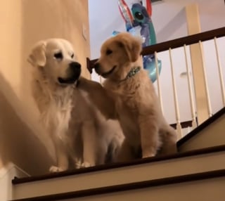 Illustration de l'article : Ce Golden Retriever adulte craignant les escaliers peut compter sur son petit frère pour l'aider à surmonter sa peur (vidéo)