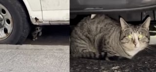 Illustration de l'article : Ce chat livré à lui-même ne supportait plus la présence humaine, mais l’amitié d’un autre chat a changé sa vision de la vie