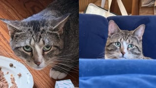 Illustration de l'article : Ce chat livré à lui-même ne supportait plus la présence humaine, mais l’amitié d’un autre chat a changé sa vision de la vie
